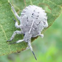 Wooly Stink Bug